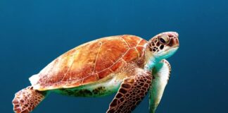 Android L Will Keep Your Secrets Safer